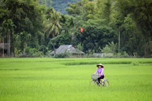 Asia, South East Asia, Vietnam, Mai Chau, cyclist in a traditional Vietnamese conical