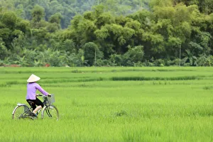 Traditional Hat Prints: Asia, South East Asia, Vietnam, Mai Chau, cyclist in a traditional Vietnamese conical