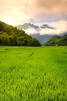 Asia, South East Asia, Vietnam, Mai Chau, view of rice paddies and mountains in