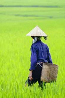 Images Dated 23rd October 2017: Asia, South East Asia, Vietnam, Mai Chau, rice farmer walking in paddy fields in the
