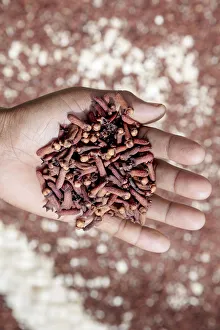 Asia, Southeast Asia, Indonesia, Maluku, Spice islands, Seram island, drying cloves