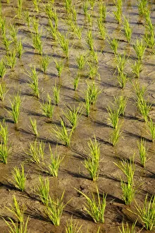 Images Dated 22nd February 2019: Asia, Southeast Asia, Indonesia, Sulawesi, Celebes, Tana Toraja, close-up of rice