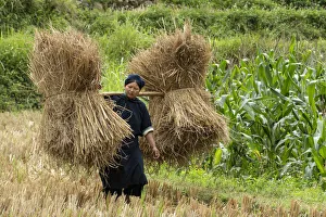 Ethnic Prints: Asia, Vietnam, Daxin County, Phia Thap, Nung An, tribal women collecting straw