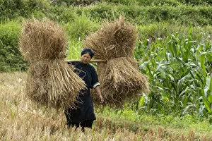 Asia, Vietnam, Daxin County, Phia Thap, Nung An, tribal women collecting straw