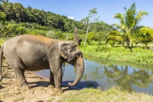 Images Dated 5th August 2020: Asian elephant at a elephant sanctuary in Chiang Mai, Northern Thailand, Thailand