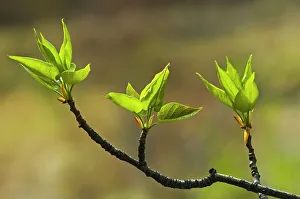 Images Dated 20th April 2023: Aspen leaves (Populus tremuloides) in spring, Banff National Park, Alberta, Canada