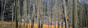 Aspen trees