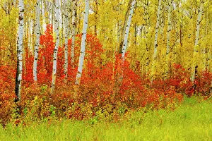 Manitoba Prints: Aspen trees in autumn, Riding Mountain National Park, Manitoba, Canada