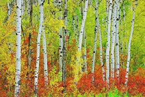Aspen Trees Prints: Aspen trees in autumn, Riding Mountain National Park, Manitoba, Canada