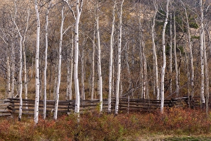 Woodlands Prints: Aspen trees on the grounds of Tsylos Lodge, Chilcotin Wilderness, British Columbia, Canada