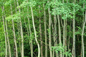 Branches Prints: Aspen woodlot, Mt. Robson Provincial Park, BC British Columbia, Canada