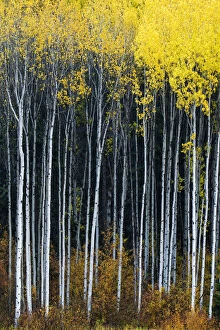 Aspens in Autumn, Wenatchee National Forest, Washington, USA