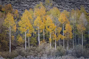 Images Dated 23rd February 2021: Aspens in fall colours, Sierra Nevada, California, USA. autumn (October) 2013