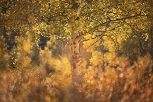 Aspens Prints: Aspens, Kananaskis Country, Alberta, Canada