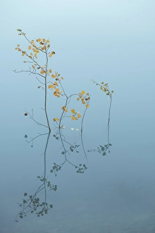 Aspens Prints: Aspens in the water, Abraham Lake, Clearwater County, Alberta, Canada