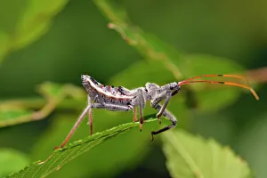 Deep South Prints: Assasin bug, Petit Jean State Park, Arkansas, USA