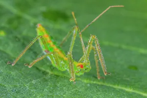 Assassin Bug nymph, Ontario, Canada