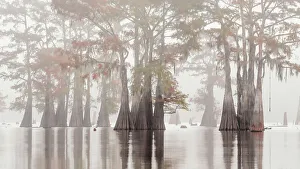 Atchafalaya Prints: Atchafalaya Basin in Autumn, Louisiana
