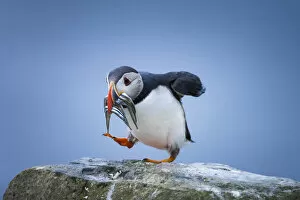 Images Dated 6th October 2021: An Atlantic Puffin carrying sandeels in Mykines, Faroe Islands