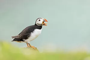 Images Dated 14th September 2022: Atlantic Puffin (Fratercula arctica) stretching beak, Great Saltee Island, Co