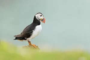 Images Dated 14th September 2022: Atlantic Puffin (Fratercula arctica), Great Saltee Island, Co. Wexford, Republic of Ireland