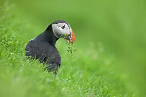 Images Dated 14th September 2022: Atlantic Puffin (Fratercula arctica) carrying nesting material, Hermaness, Unst, Shetland