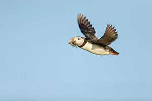 Images Dated 14th September 2022: Atlantic Puffin (Fratercula arctica) in flight carrying sandeels, Isle of May, Firth of Forth