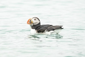 Arctic Ocean Prints: Atlantic puffin, Fratercula arctica, swimming in Spitsbegen, Svalbard, Norway