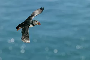Images Dated 14th September 2022: Atlantic Puffin (Fratercula arctica) in flight, Skellig Islands, Co. Kerry, Republic of Ireland