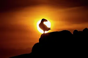 Atlantic Puffin (Fratercula arctica) in silhouette against setting sun, Great Saltee Island, Co. Wexford, Republic of Ireland