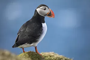 Images Dated 17th January 2022: An Atlantic Puffin in Mykines, Faroe Islands