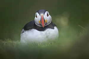 Atlantic Puffin sitting on the grass in Mykines, Faroe Islands