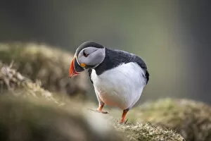 Images Dated 17th January 2022: An Atlantic Puffin walking on the grass in the island of Mykines. Faroe Islands