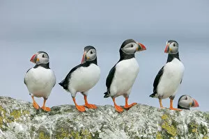 Images Dated 14th September 2022: Four Atlantic Puffins (Fratercula arctica) perched on rock, Shiant Islands, Scottish Highlands, UK