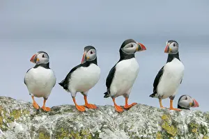 Four Atlantic Puffins (Fratercula arctica) perched on rock, Shiant Islands, Scottish Highlands, UK