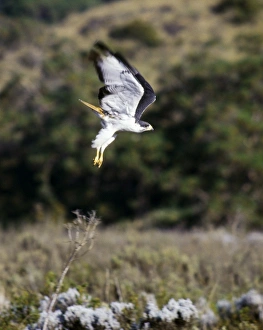 An augur buzzard