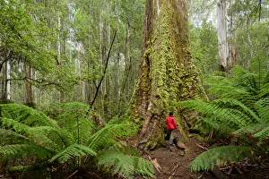 Australia, Australian, Tasmania, Central Highlands, Mount Field National Park, Giant