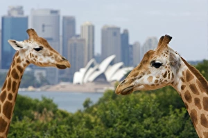 Australia, New South Wales, Sydney