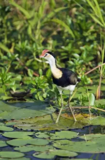 Water Way Prints: Australia, Northern Territory, Kakadu National Park, Cooinda. Comb-crested Jacana