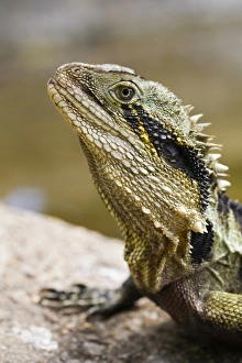 Australia, Queensland, Brisbane