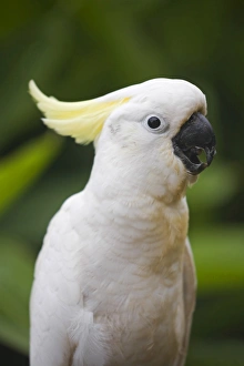 Australia, Queensland, Brisbane