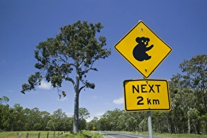 Australasian Prints: Australia, Queensland, Fraser Coast, Maryborough, Koala Crossing Sign on the Bruce Highway