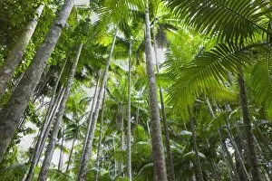 Forests Collection: Australia, Queensland, Fraser Island