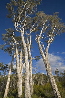 Australia, Queensland, Fraser Island