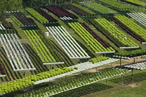 Images Dated 29th April 2008: Australia, Queensland, Sunshine Coast, Pomona, Terraced Fields of Macrobiotic Farm
