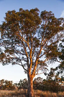 Australia, South Australia, Barossa Valley, Rowland Flat, gum trees at susnet