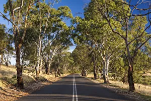 Australia, South Australia, Barossa Valley, Tanunda, country road, Menglers Hill