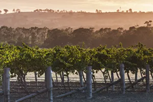 Australia, South Australia, Barossa Valley, Tanunda, vineyards, dawn