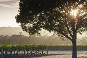Images Dated 8th September 2014: Australia, South Australia, Barossa Valley, Tanunda, vineyards, dawn
