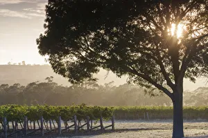 Australia, South Australia, Barossa Valley, Tanunda, vineyards, dawn
